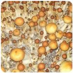 Псилоцибиновые (галлюциногенные)  грибы Psilocybin "Golden Teacher" в Холмске
