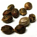 Семена марихуаны АК-47  (Seeds AK-47) в Холмске